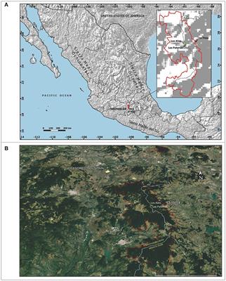 Ecological Restoration of Abies religiosa Forests Using Nurse Plants and Assisted Migration in the Monarch Butterfly Biosphere Reserve, Mexico